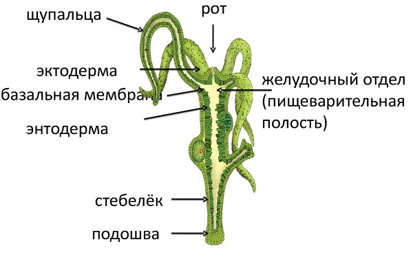 Kraken market ссылка тор